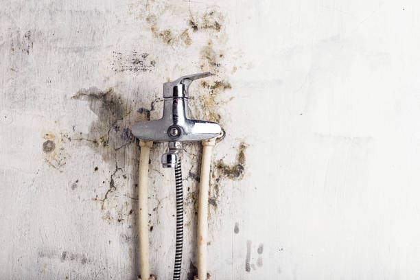 Best HVAC Mold Remediation in Thorntown, IN