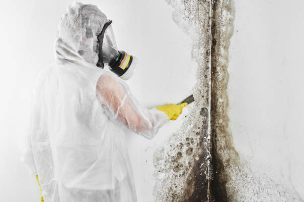 Best Basement Mold Remediation in Thorntown, IN