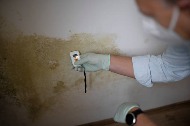 Localized Mold Remediation (e.g., coastal areas, humid climates)