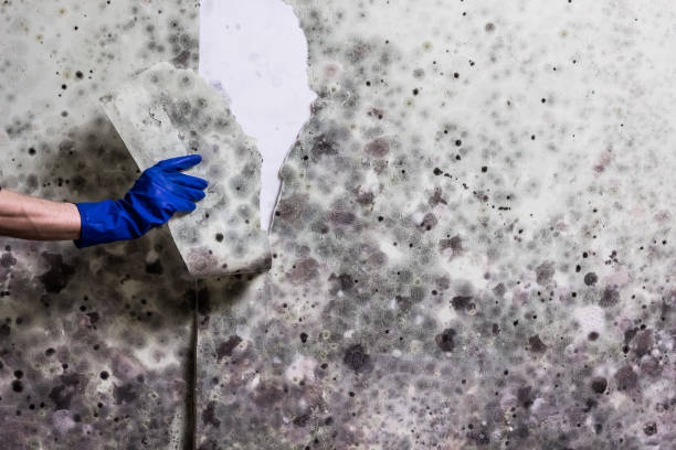 Best Basement Mold Remediation in Thorntown, IN